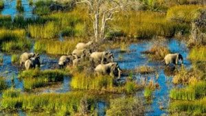 Amazing Okavango Delta